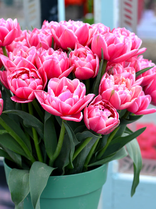 Gefüllte Tulpe 'Columbus' online kaufen