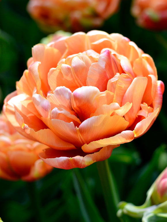 Tulpe (Tulipa) 'Copper Image' | Blumenzwiebeln