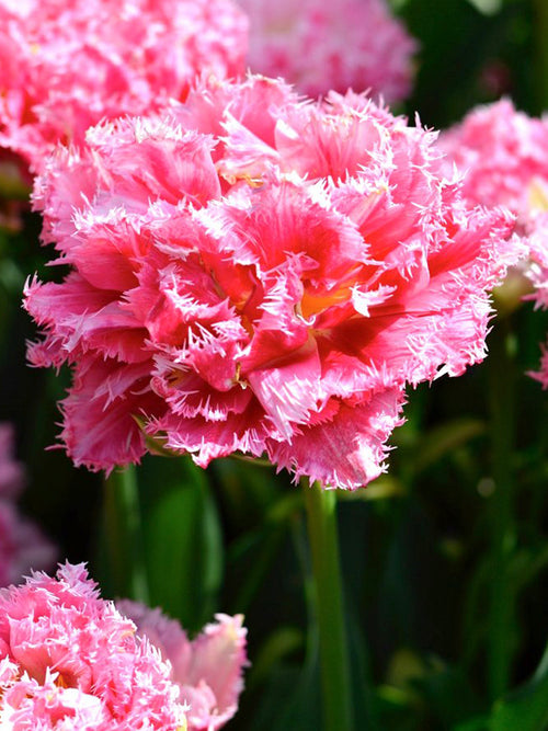 Eksklusive Tulpe Crispion Sweet - Gefranste und gefulte rosa Tulpe zwiebeln