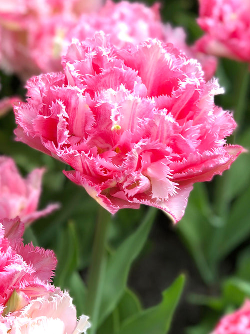 Blumenzwiebeln Tulpen CRISPION SWEET kaufen