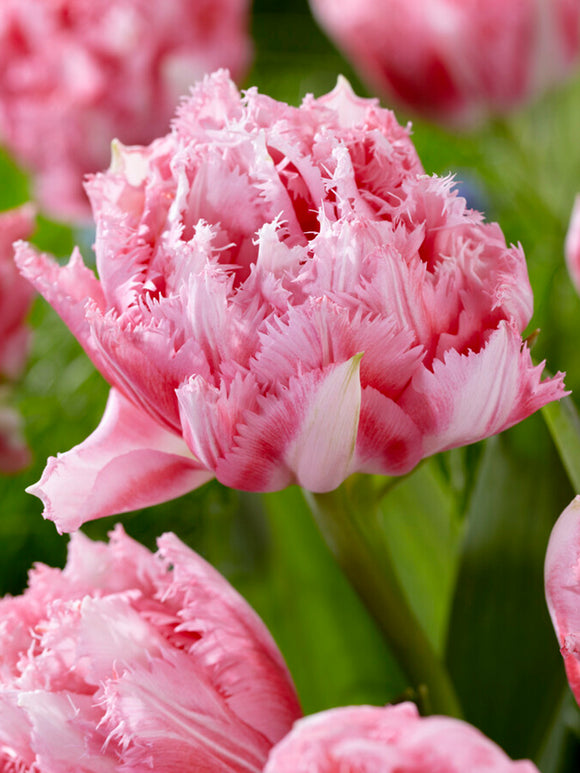 Eksklusive Tulpe Crispion Sweet - Gefranste und gefulte rosa Tulpe zwiebeln