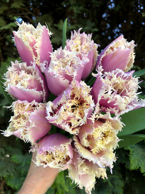 Gefranste Tulpe Cummins | Tulpen kaufen - Blumenzwiebeln