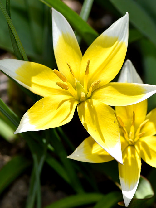 Tulpenzwiebeln Tarda Dasystemon Kaufen