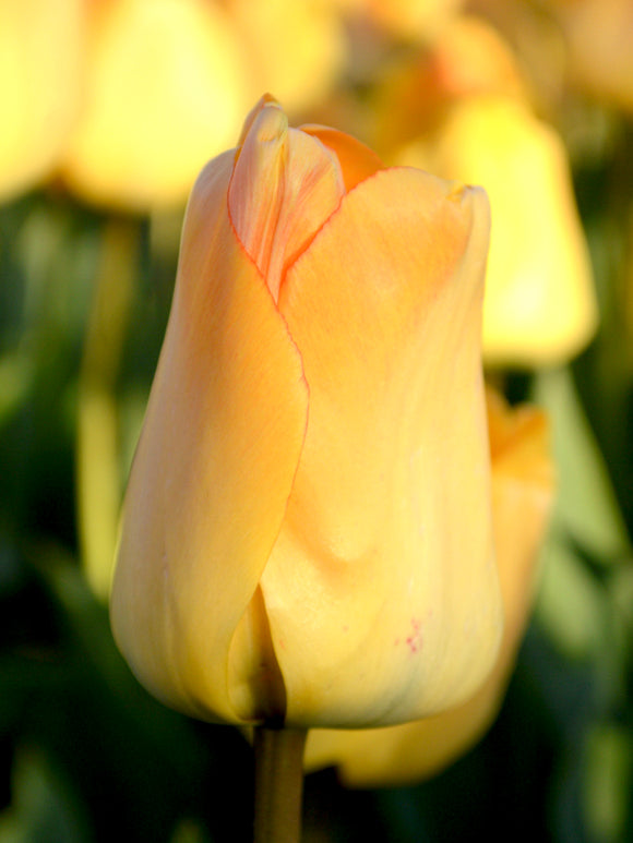 Tulpe (Tulipa) 'Daydream' | Blumenzwiebeln