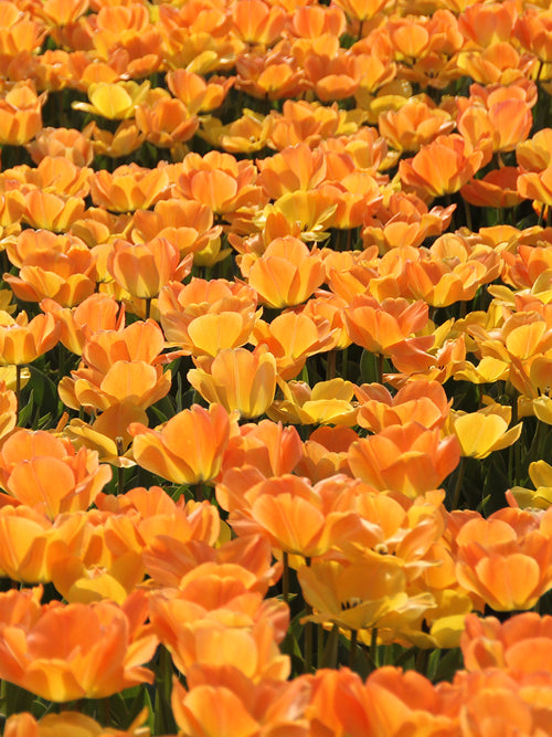 Darwin Hybrid Tulpe 