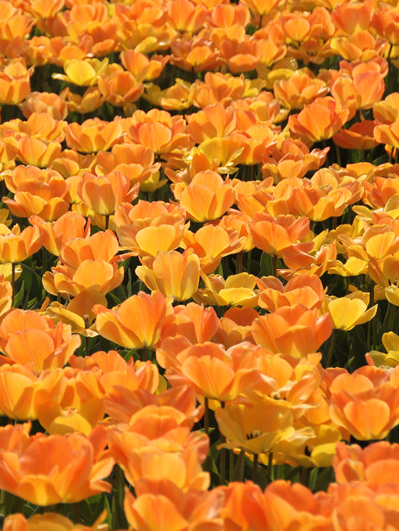 Darwin Hybrid Tulpe 