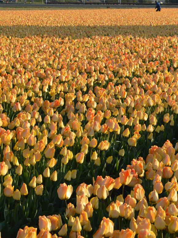Tulpe 'Daydream' online kaufen