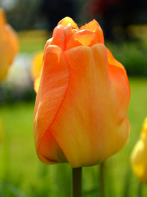 Tulpe Daydream
