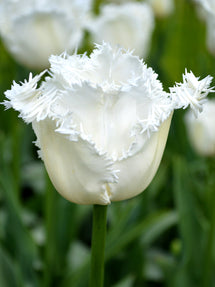 Tulpe Daytona