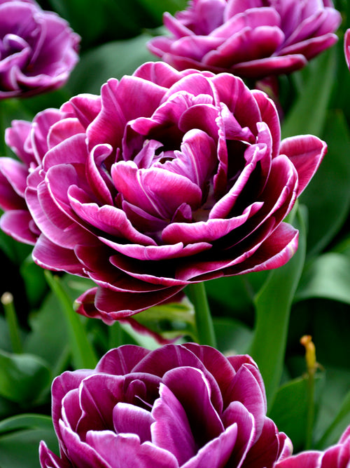 Rosentulpe 