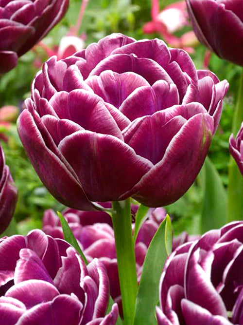 Tulpenzwiebeln „Dream Touch“