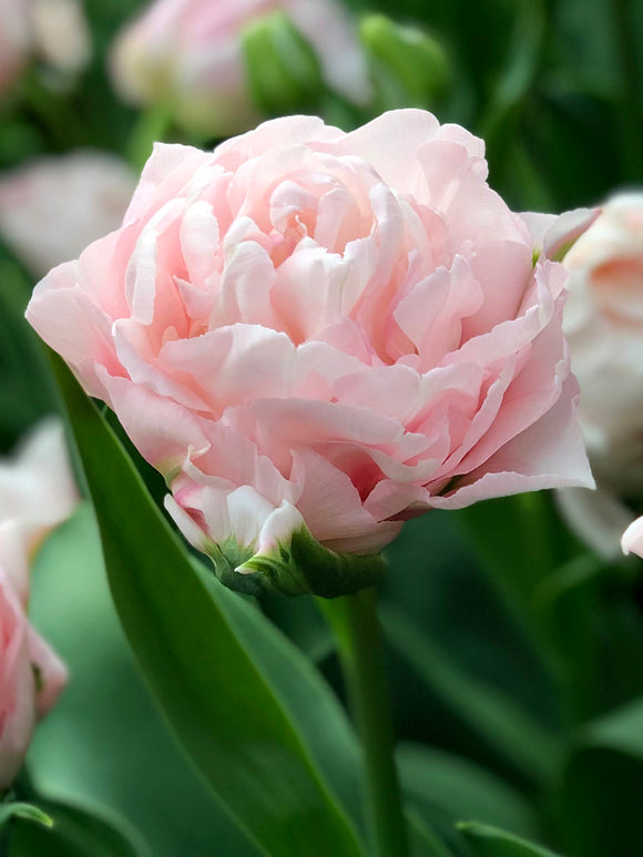 Tulpe Dreamer® Tulpen Blumenzwiebeln kaufen