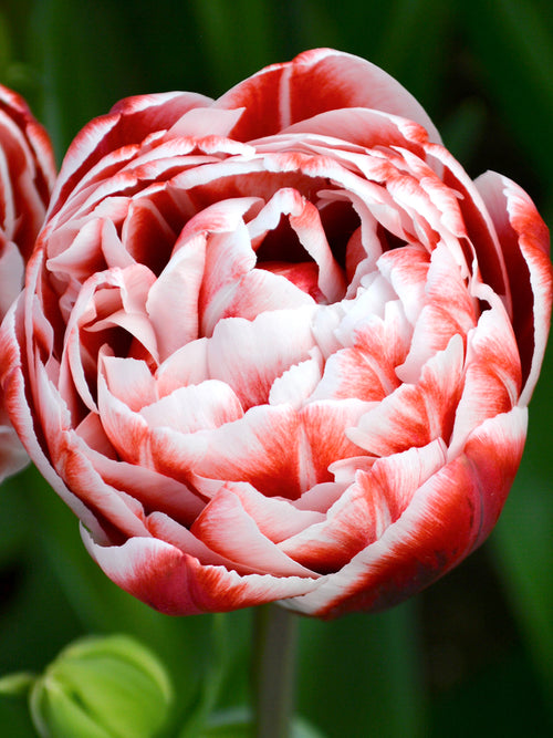 Gefüllte späte Tulpen 'Drumline' kaufen