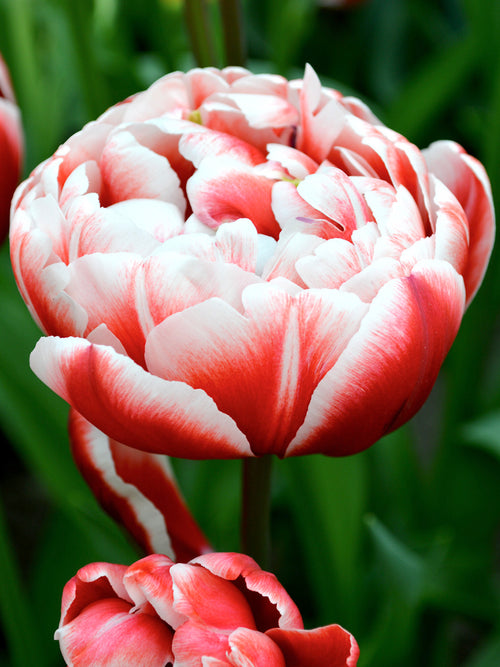 Gefüllte späte Tulpen 'Drumline' bestellen