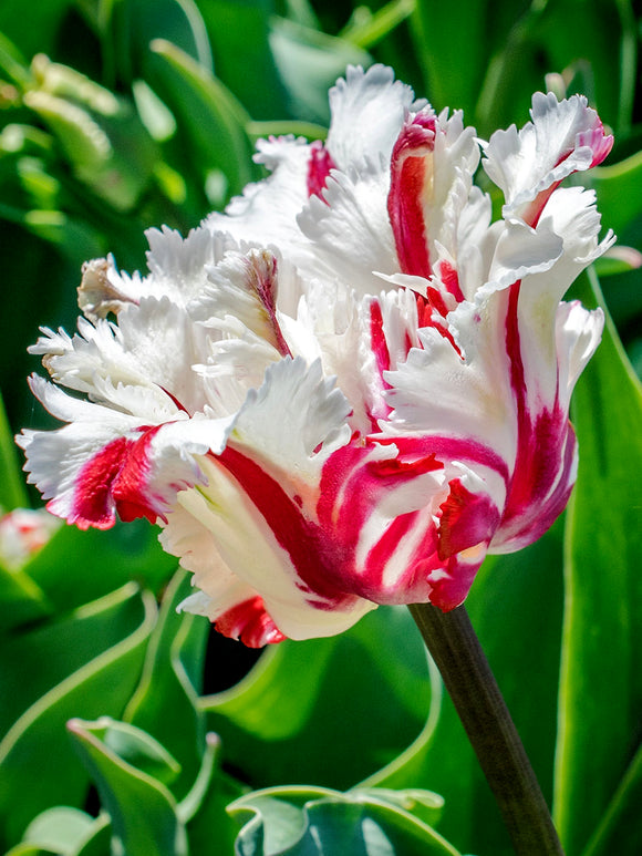 Papageien-Tulpe Estella Rijnveld kaufen