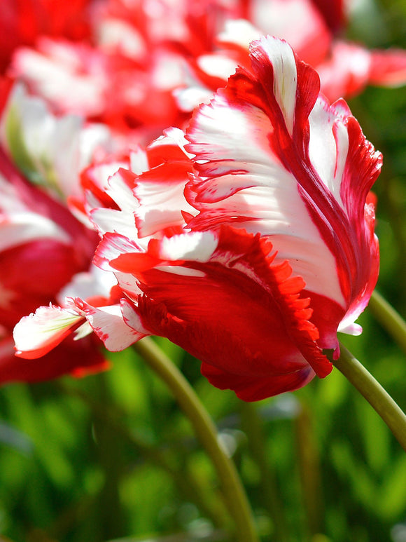 Papageien-Tulpe Estella Rijnveld | Tulpen kaufen