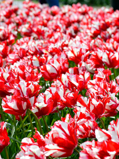 Tulpe Estella Rijnveld Tulpenzwiebeln kaufen