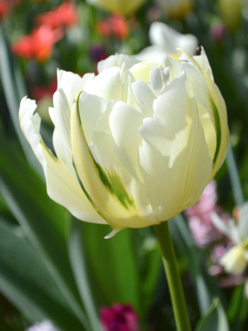 Tulpenzwiebeln Exotic Emperor