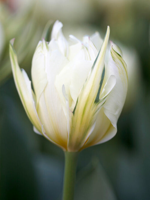 Tulpen Blumenzwiebeln Exotic Emperor