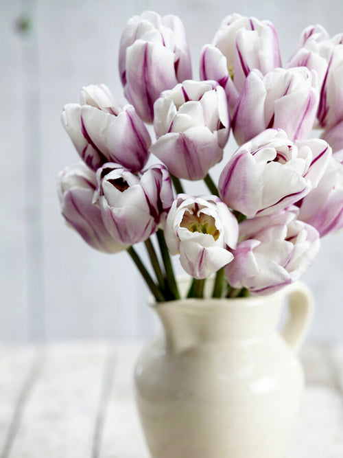 Triumph-Tulpe Flaming Flag | Tulpen kaufen | DutchGrown™