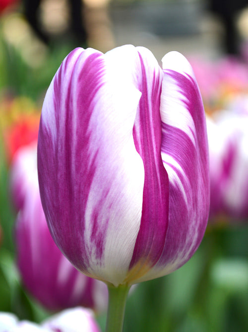 Triumph-Tulpe Flaming Flag