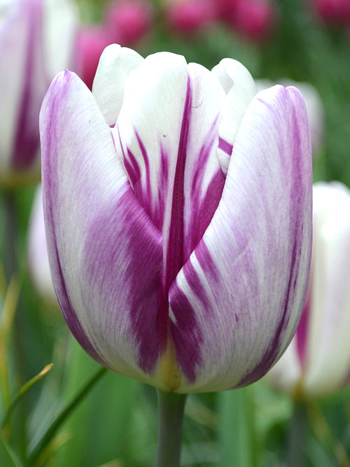 Tulpenzwiebeln Flaming Flag kaufen