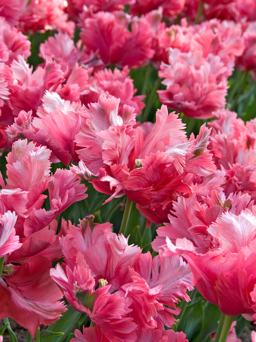 Kaufen Tulpe Flamingo Queen