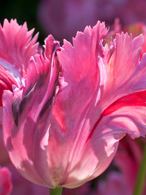 Kaufen Tulpe Flamingo Queen - DutchGrown