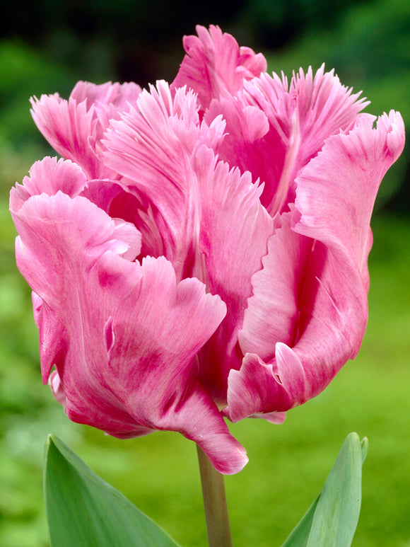 Tulpe Flamingo Queen