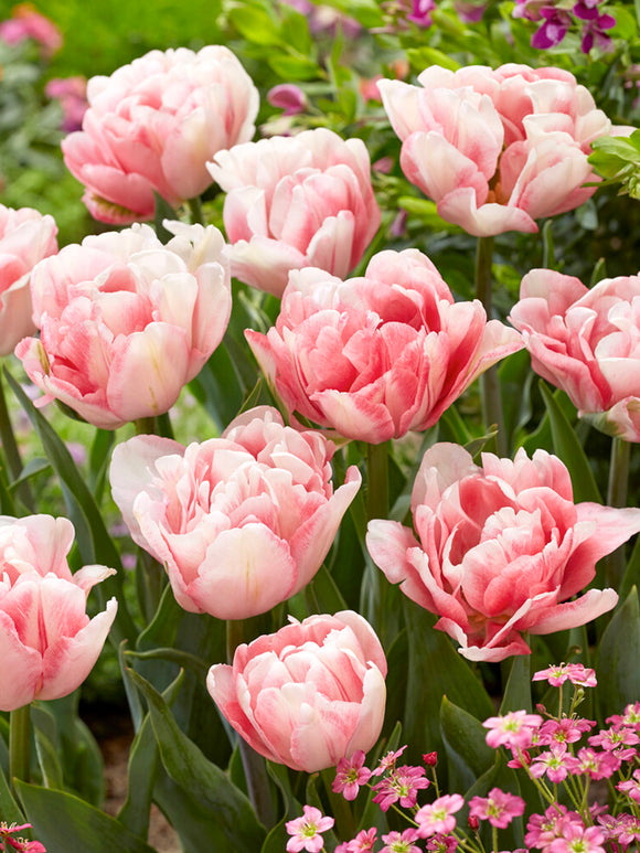 Tulpen Blumenzwiebeln 'Foxtrot' kaufen
