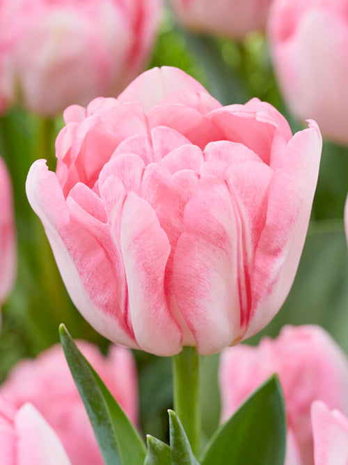Tulpen Blumenzwiebeln 'Foxtrot' kaufen