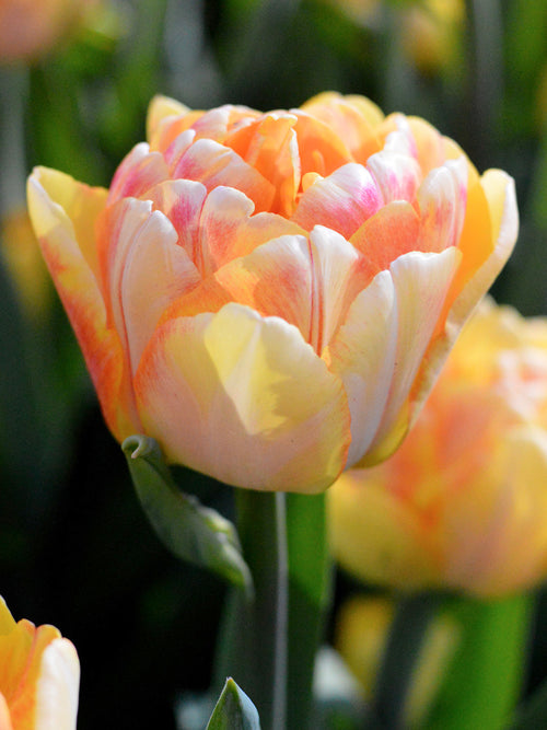 Tulpenzwiebeln Foxy Foxtrot