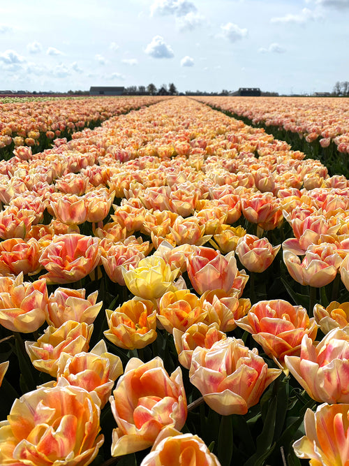 Tulpenzwiebeln Foxy Foxtrot