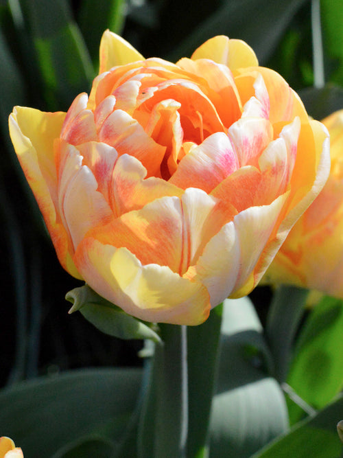Tulpe Foxy Foxtrot