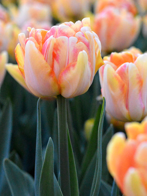 Foxy Foxtrot Tulpen Kaufen