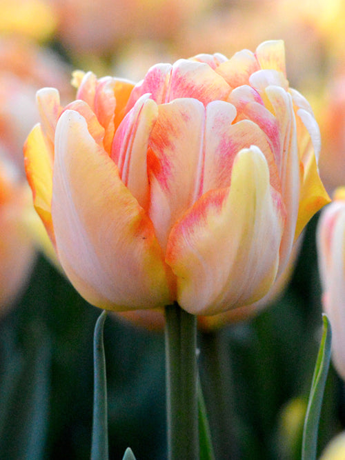 Tulpe Foxy Foxtrot Tulpenzwiebeln