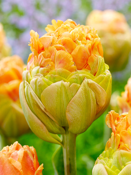 Tulpe Giant Peach™ Blumenzwiebeln