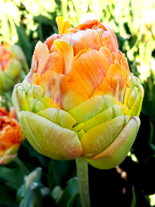 Tulpe Giant Peach™ kaufen