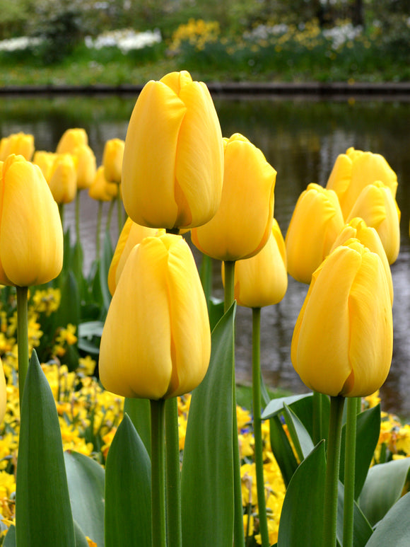 Darwin Hybride Tulpen Golden Parade bestellen