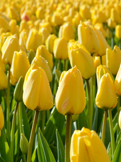 Darwin Hybride Tulpen Golden Parade