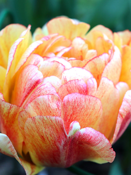 Tulpen Gudoshnik kaufen