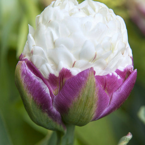 Elite Blumenzwiebeln Gefüllte späte Tulpen Ice Cream kaufen