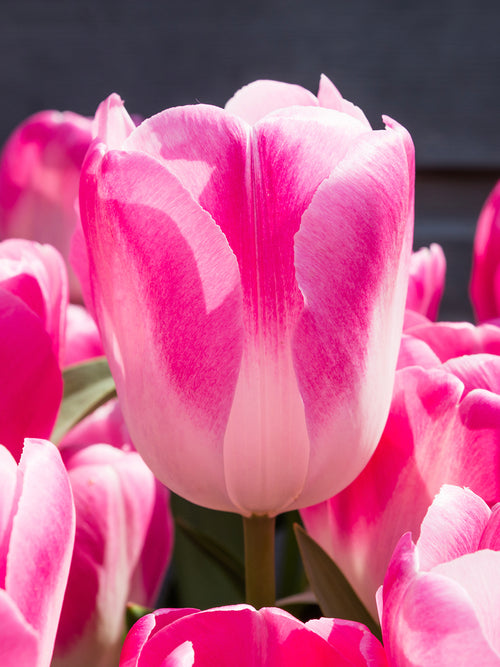 Tulpe Innuendo kaufen