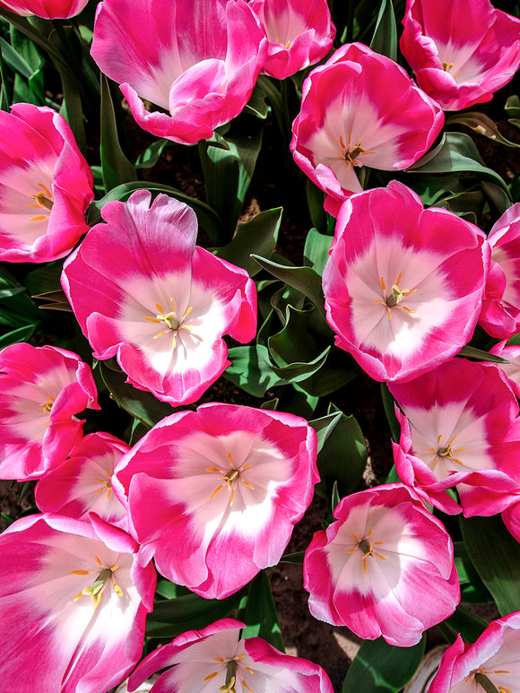 Tulpe Innuendo Blumenzwiebeln bestellen