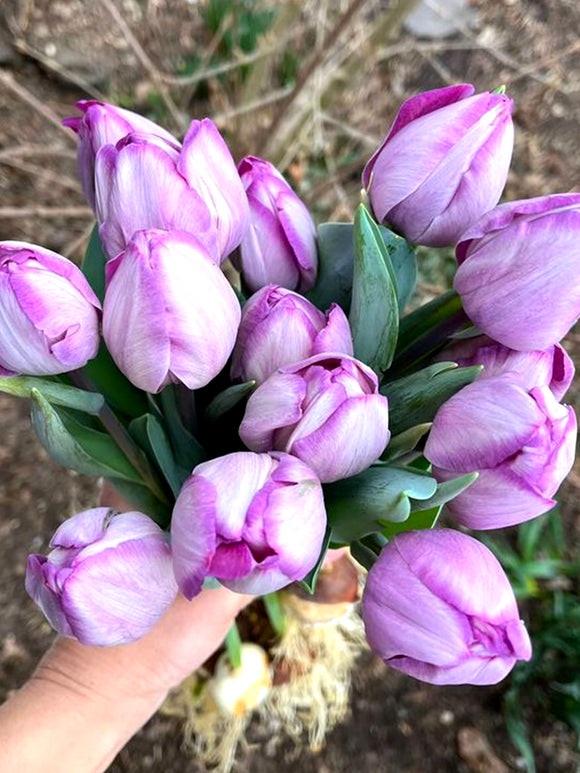 Tulpenzwiebeln kaufen aus Holland - Jacuzzi