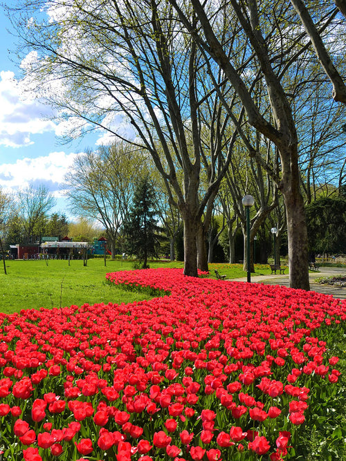 Tulpenzwiebeln Jumbo Cherry