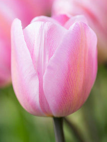 Tulpe Jumbo Pink