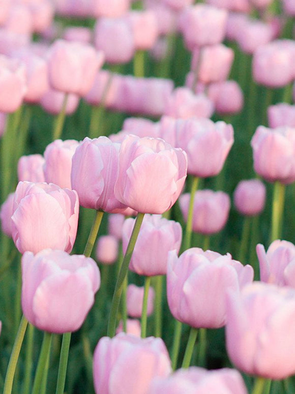 Tulpen Blumenzwiebeln „Jumbo pink“ pink bestellen