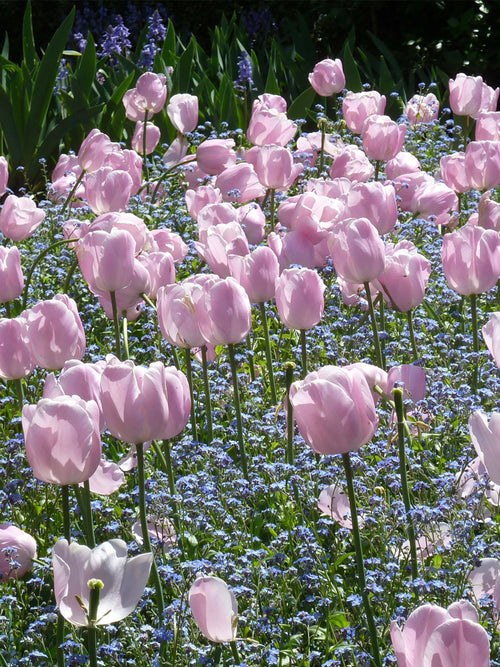 Triumph-Tulpe Jumbo Pink | Tulpen kaufen Blumenzwiebeln