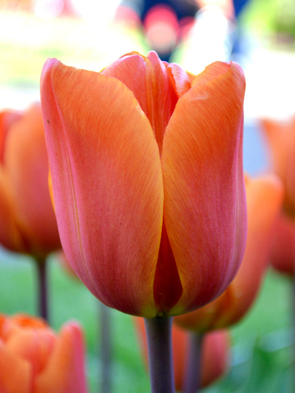 Triumph Tulpen Kings Orange kaufen